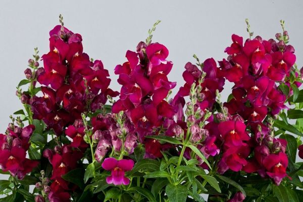 Львиный зев Флорал Шауэрс Парпл (50шт) Витагрин Профи