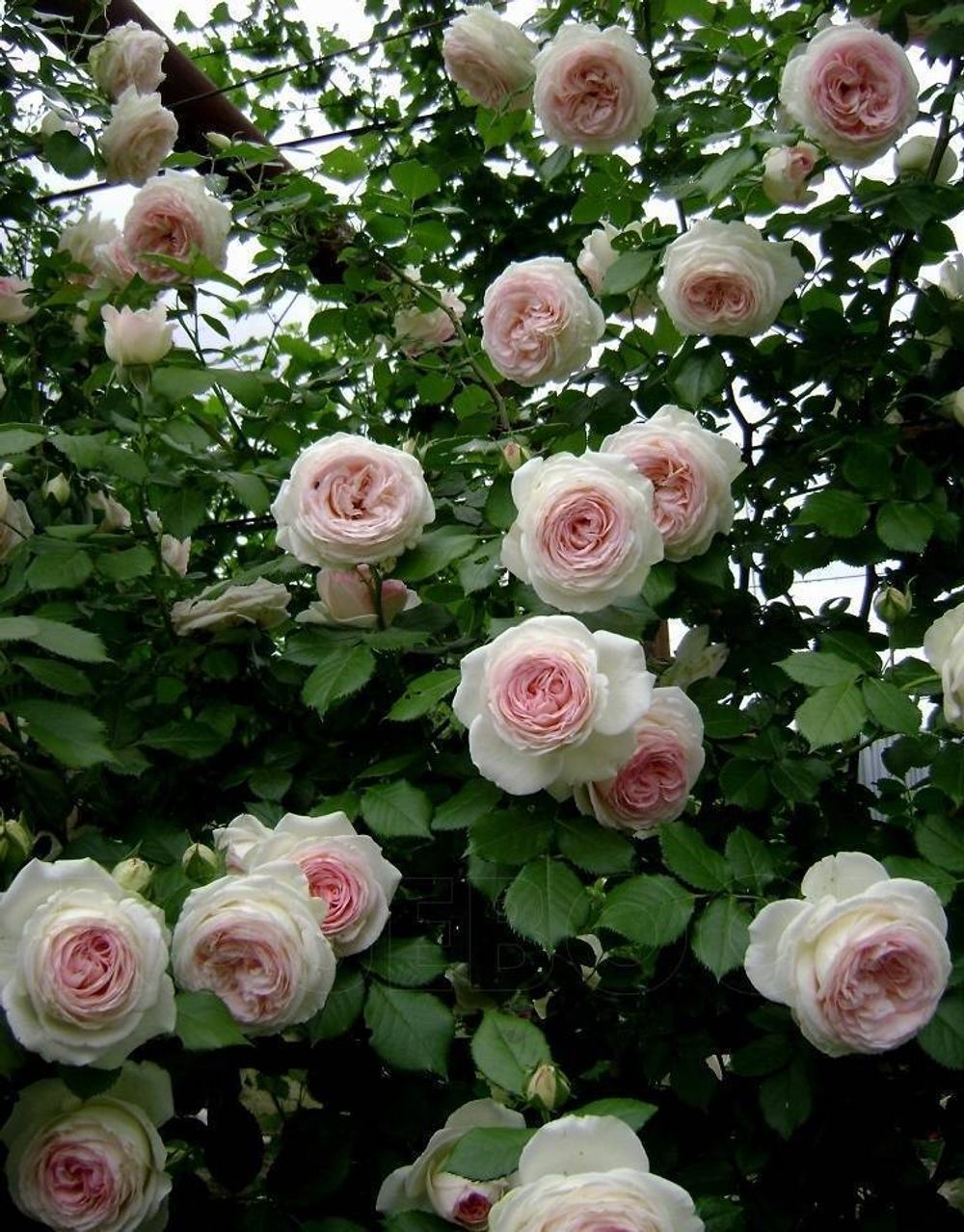 Пьер Де Ронсар (Pierre De Ronsard)