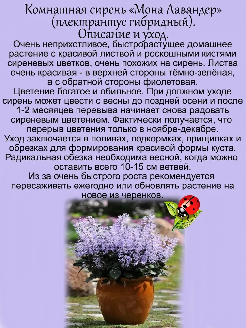 Комнатная сирень Мона Лавандер плектрантус гибридный