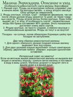 Малина ремонтантная Энросадира красная