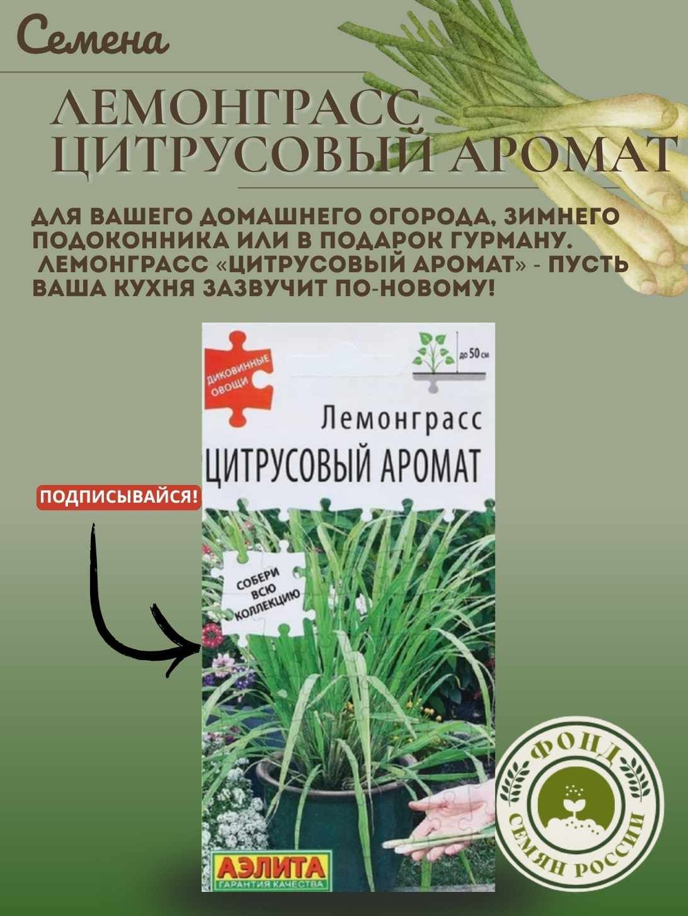Лемонграсс, Цитрусовый аромат, Семена 0,03 гр.