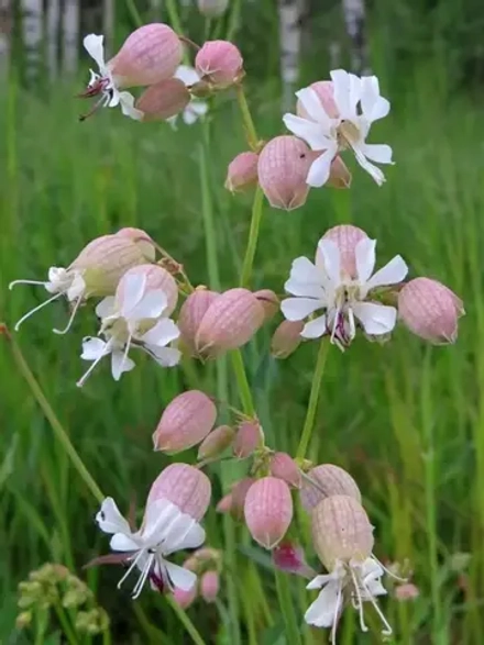 Семена Смолевка обыкновенная (Silene vulgaris) 1 гр