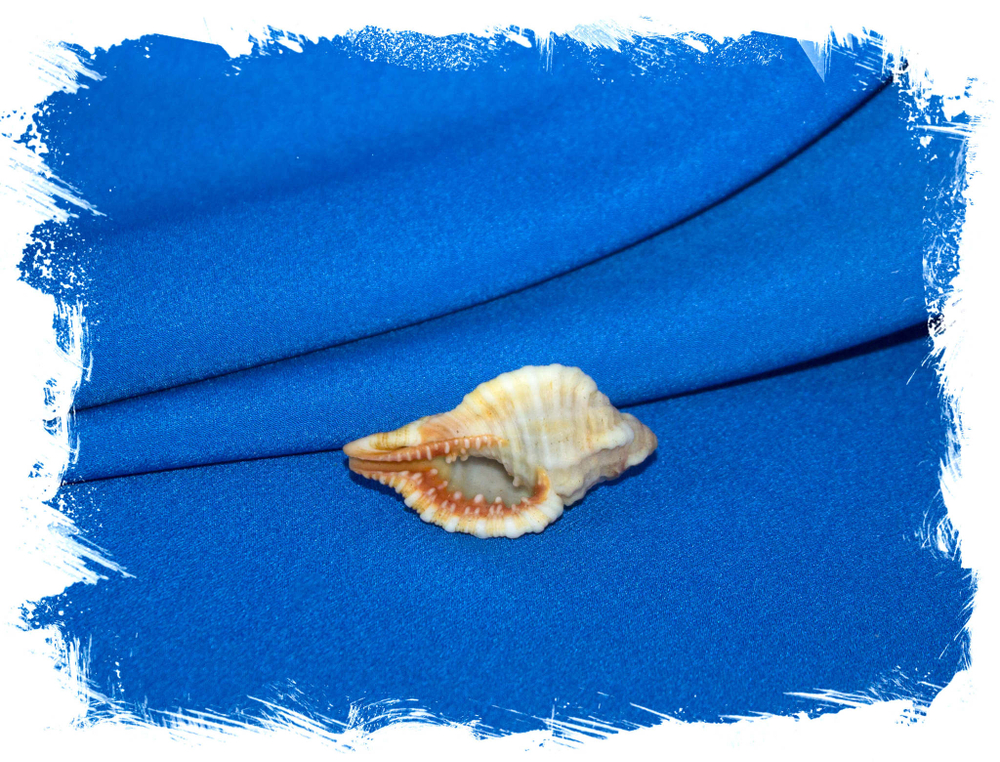 Monoplex trigonus