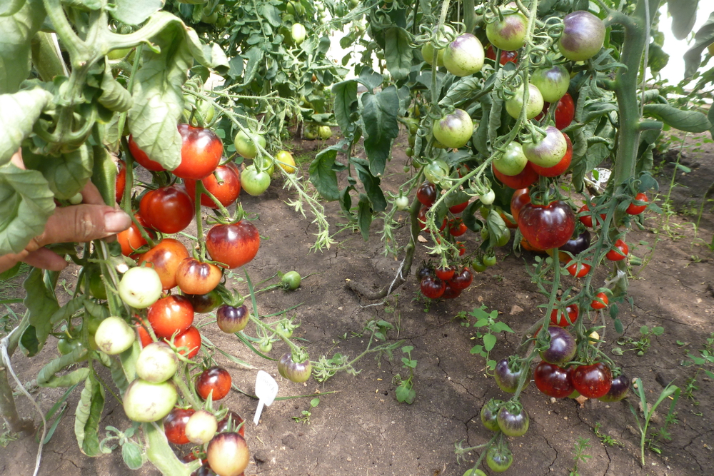 Помидоры - Blueberry Tomato - Черника