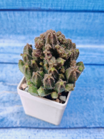 Euphorbia hybrid (Эуфорбия)