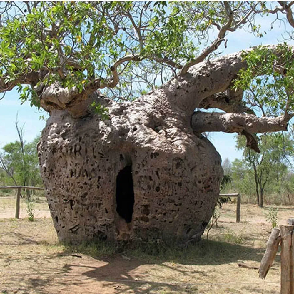 Баобаб Австралийский Adansonia Gregorii — семена, 3 шт.