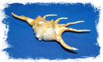 Lambis crocata