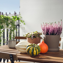 IKEA CUCURBITA  (ИКЕА СУСУРБИТА)  -  Тыква декоративная - разные