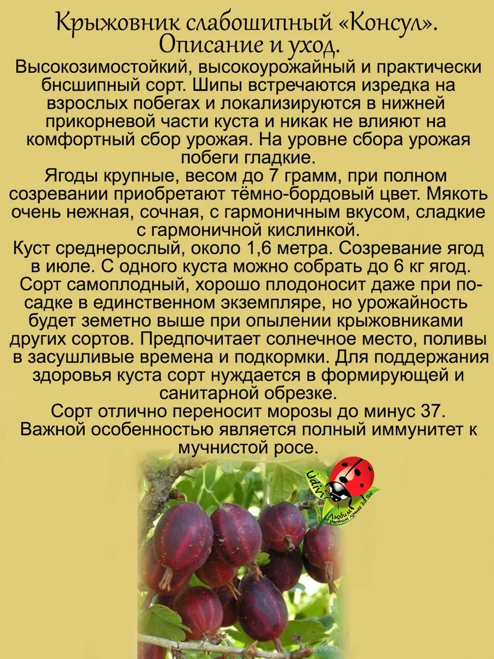 Крыжовник Консул бесшипный