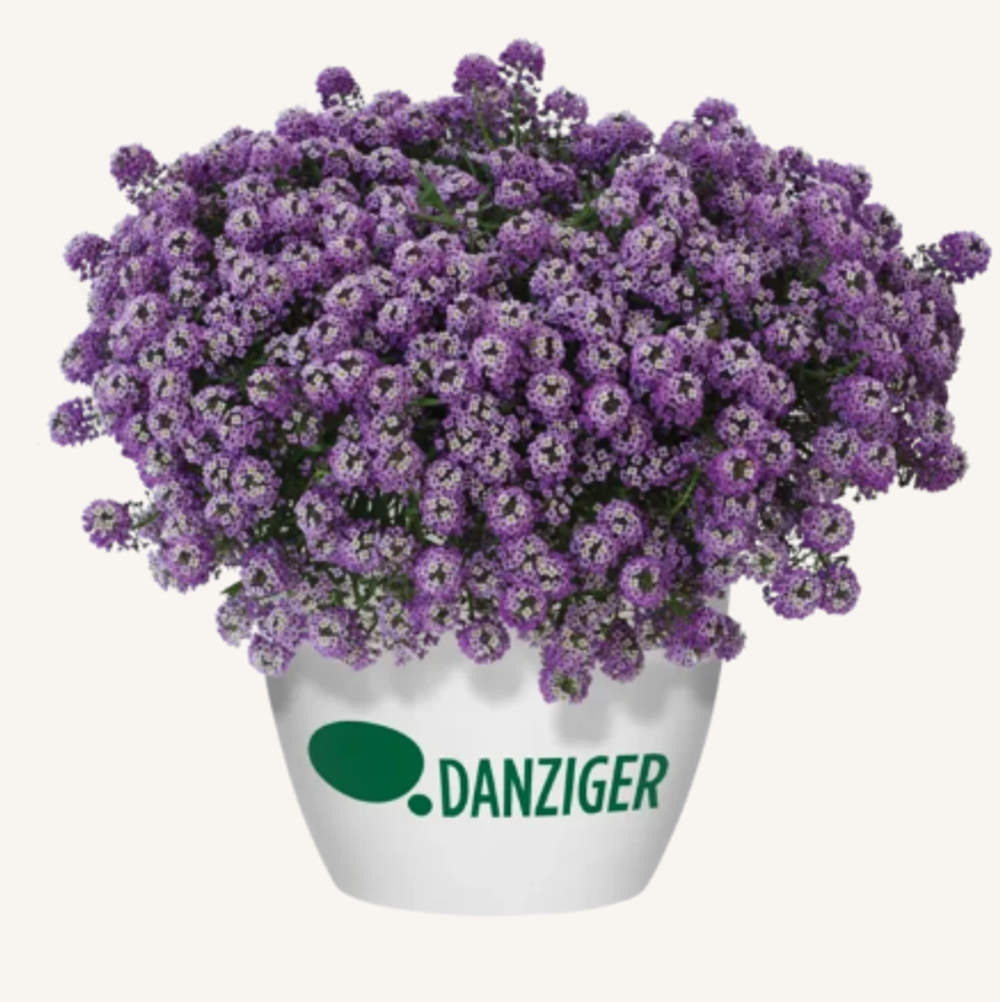 ЕВРО Лобулярия (Алиссум) Stream Lavender укорененный ЕВРО черенок февраль поставка 11