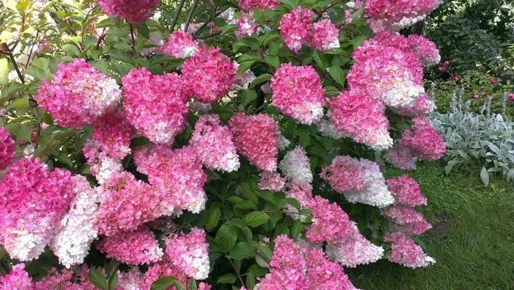 Фрайз Мельба Hydrangea paniculata Fraise Melba