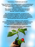 Паслён Санберри Солнечная ягода