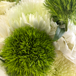Хризантемы и гортензии Lime and White