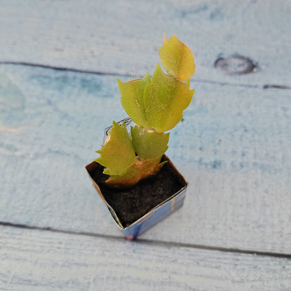 Schlumbergera Rosa Brazil (Декабрист)