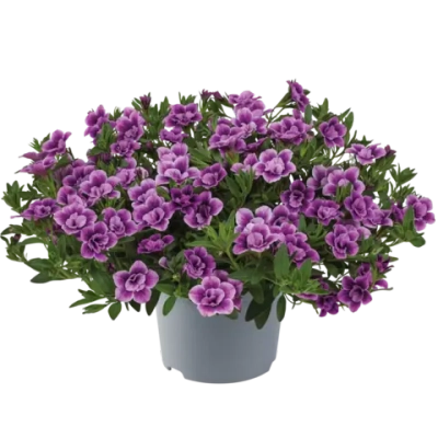Калибрахоа Cabaret Special Double Purple Bicolor К4