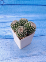 Mammillaria Matudae (Маммиллярия)
