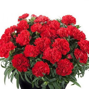 1622 Гвоздика ROSELLY RED (ОСЕНЬ 2025)