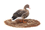Белолобый гусь Duck Mania "ALFA" ЖИВОЕ ПЕРО мод. ALFA6B-DM-UV