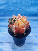 Gymnocalycium Variegata (Гимнокалициум Вариегатный)