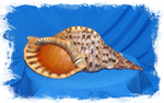 Ракушка Харония Тритонис (Charonia tritonis)