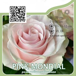 Роза чайно-гибридная "Pink Mondial"