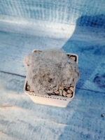 Mammillaria plumosa (Маммиллярия)