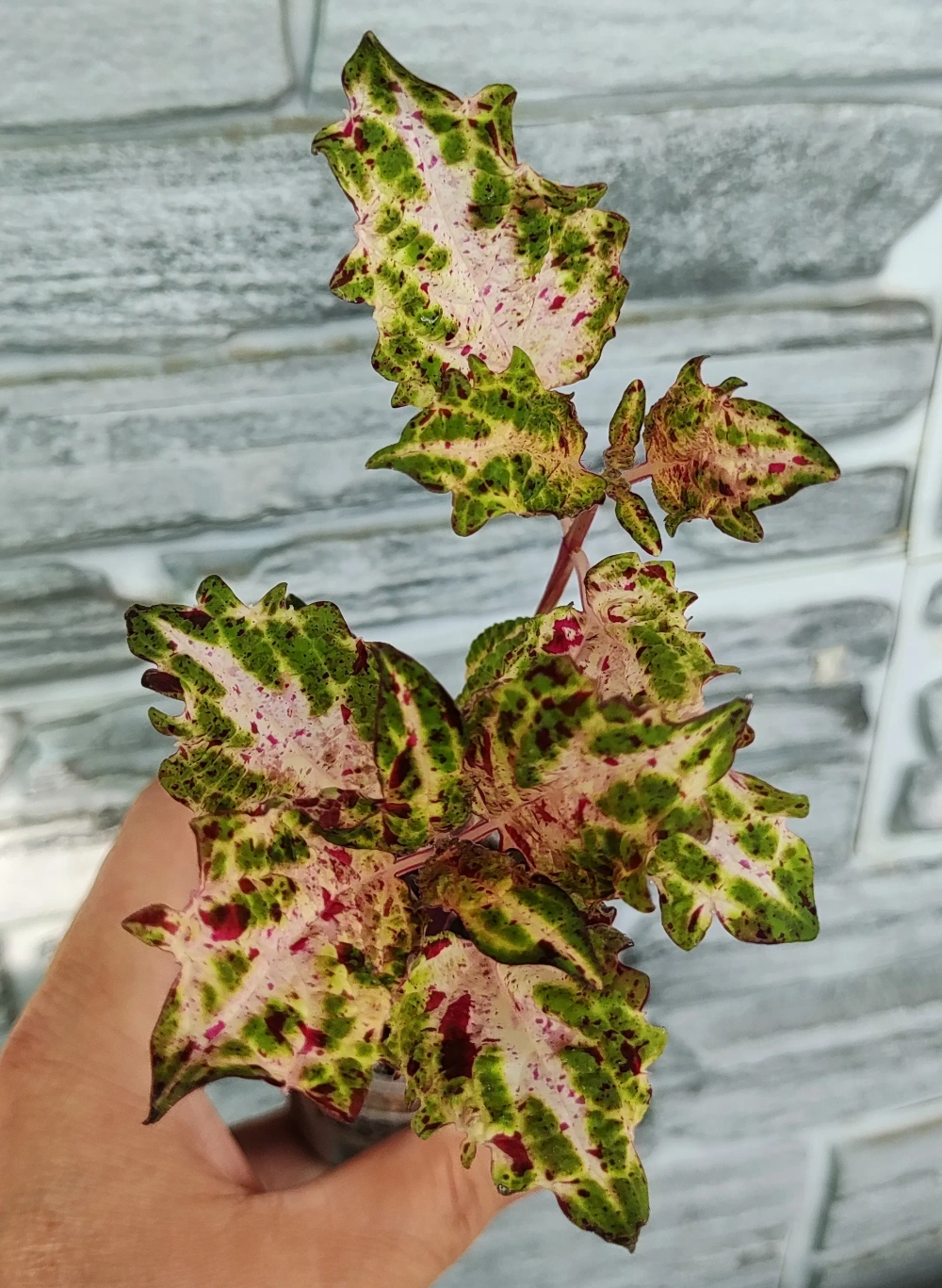 Чужой ребенок колеус