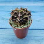 Gymnocalycium Friedrichii (Гимнокалициум)