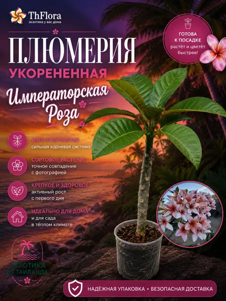 Плюмерия "Императорская Роза" укорененное растение