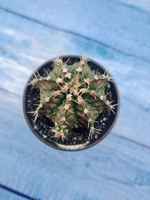 Gymnocalycium T-Rex Pink hybrid (Гимнокалициум T-rex)