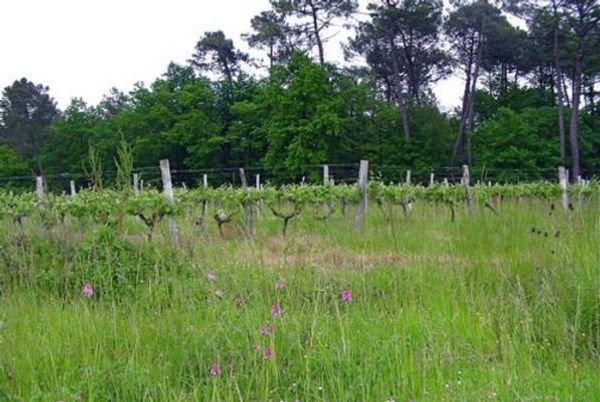 Вино недели с 13 августа - Chateau Haut Peyruguet Bordeaux AOC 2017 Вино недели с 13 августа - Chateau Haut Peyruguet Bordeaux AOC 2017