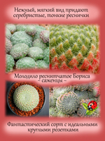 Молодило реснитчатое Бориса каменная роза