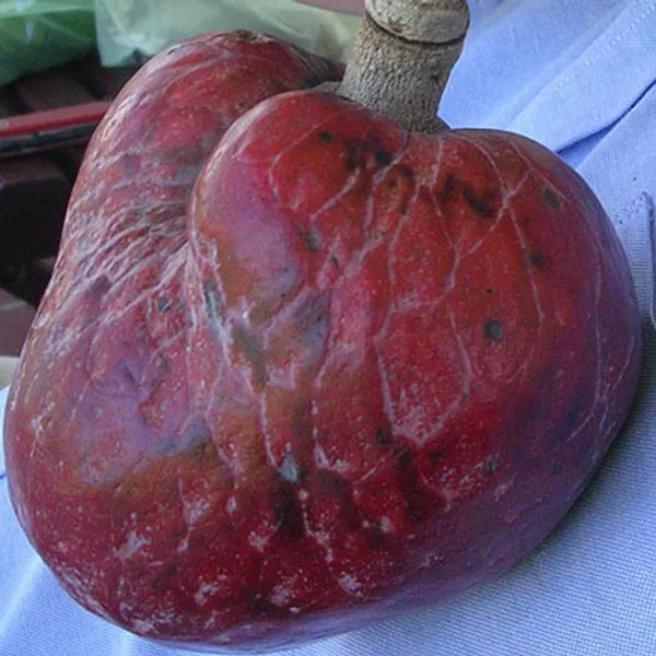 Annona Reticulata (Кремовое Яблоко)