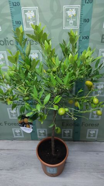 Lemonquat