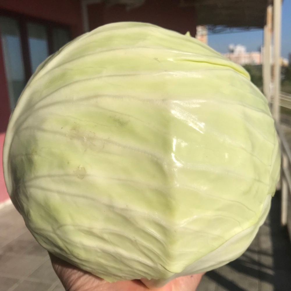 Капуста белокочанная