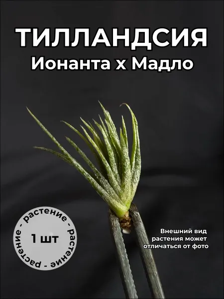 Тилландсия Мадло мини (Tillandsia Mudlo dwarf)