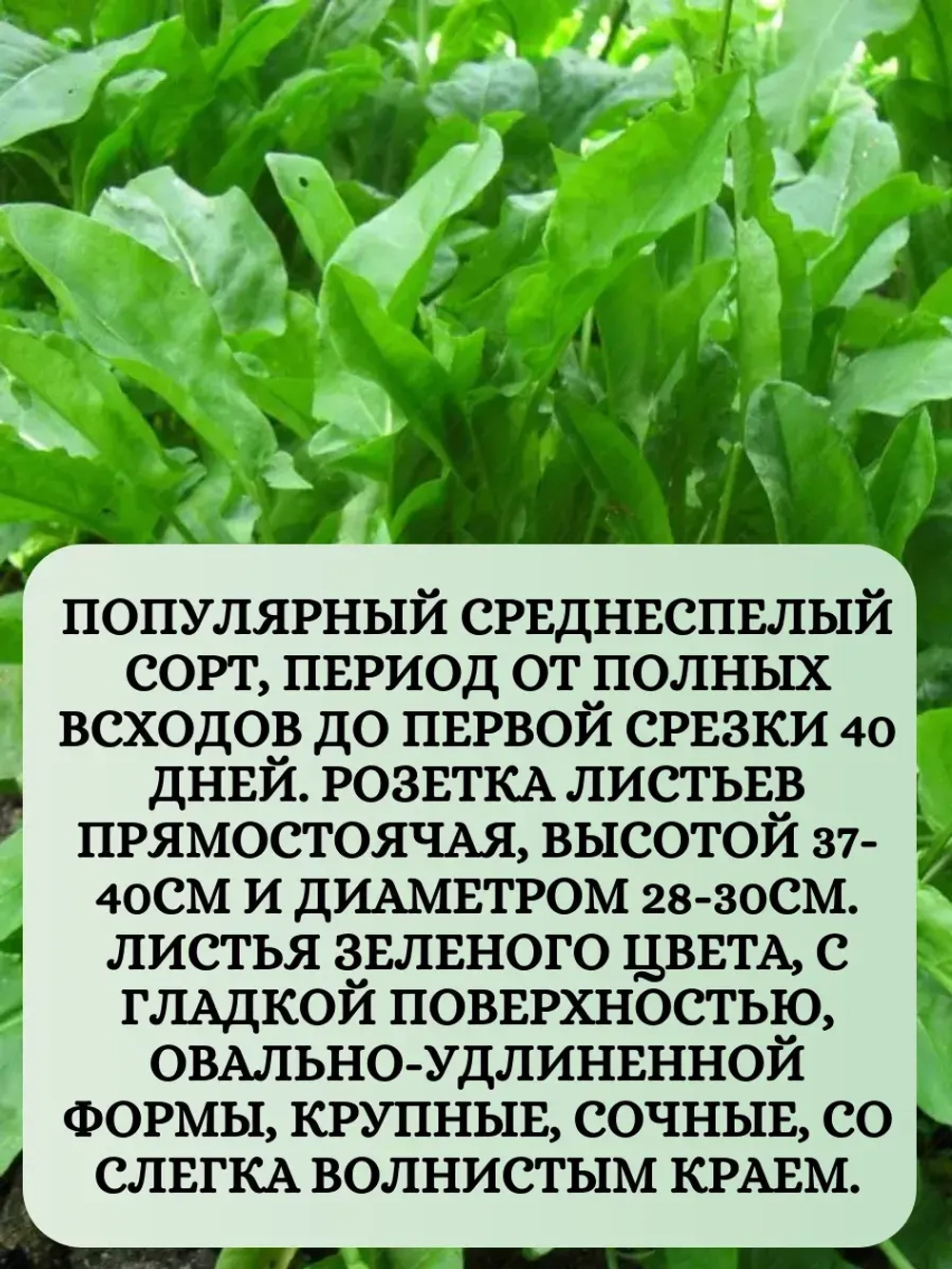 Семена Набор Щавель 3 шт