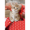Puzzles - "54 mini" - Lovely animals / Trefl