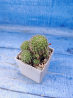 Rebutia Pulvinosa (Ребуция)