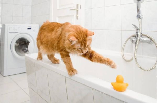 Почему кошки боятся воды?