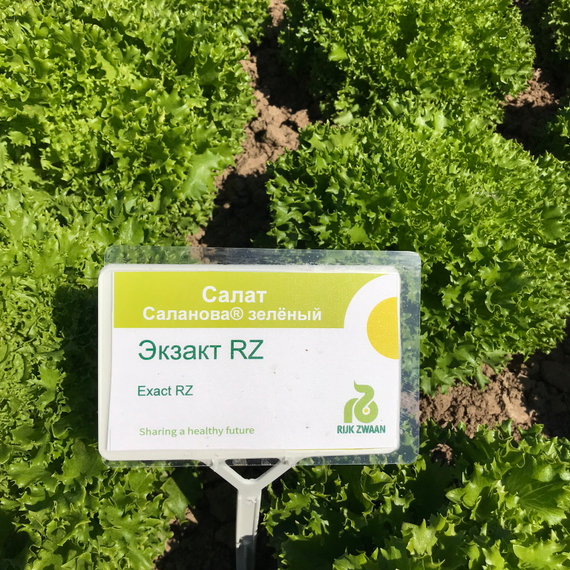 ЭКЗАКТ семена салата саланова (Rijk Zwaan | Alexagro) – фото 4