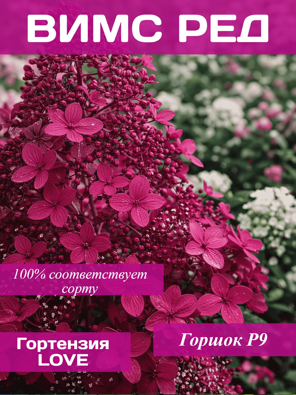 Вимс Ред гортензия метельчатая