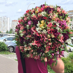 Букет из 101 альстромерии