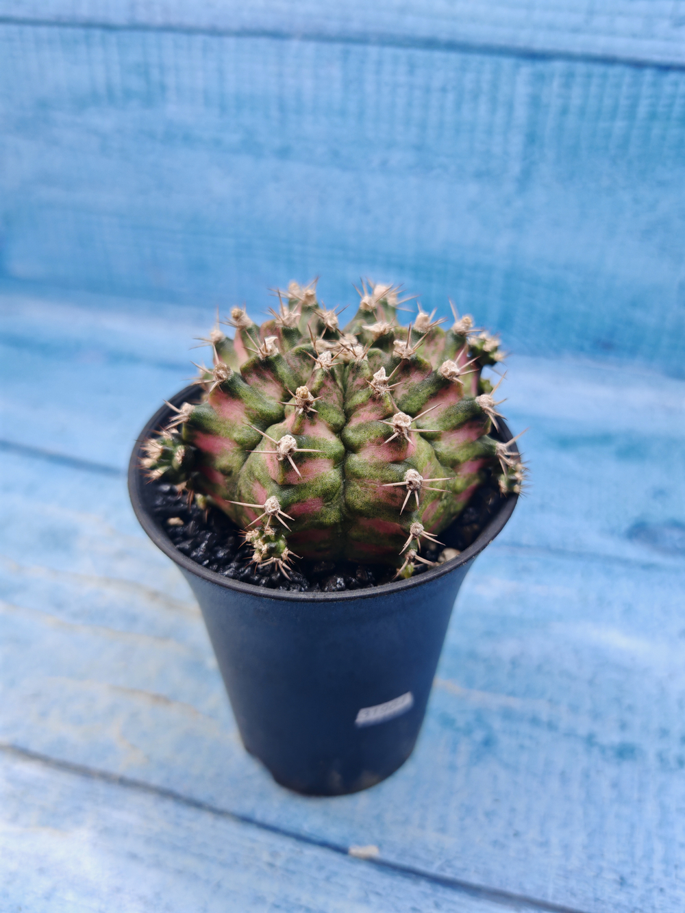 Gymnocalycium T-Rex Pink hybrid (Гимнокалициум T-rex)