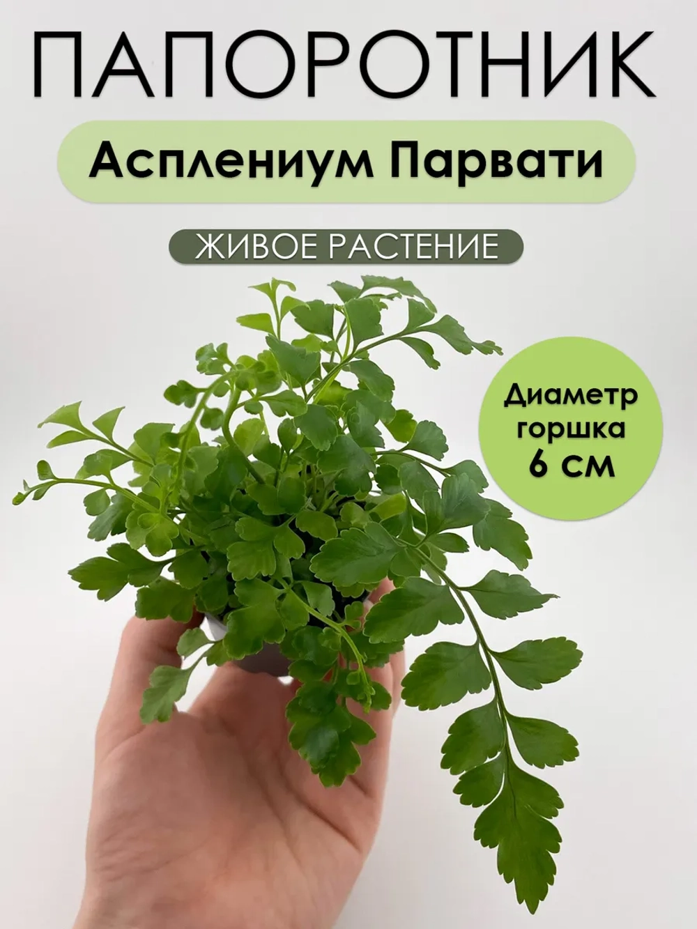 Асплениум Парвати. Папоротник живой комнатный