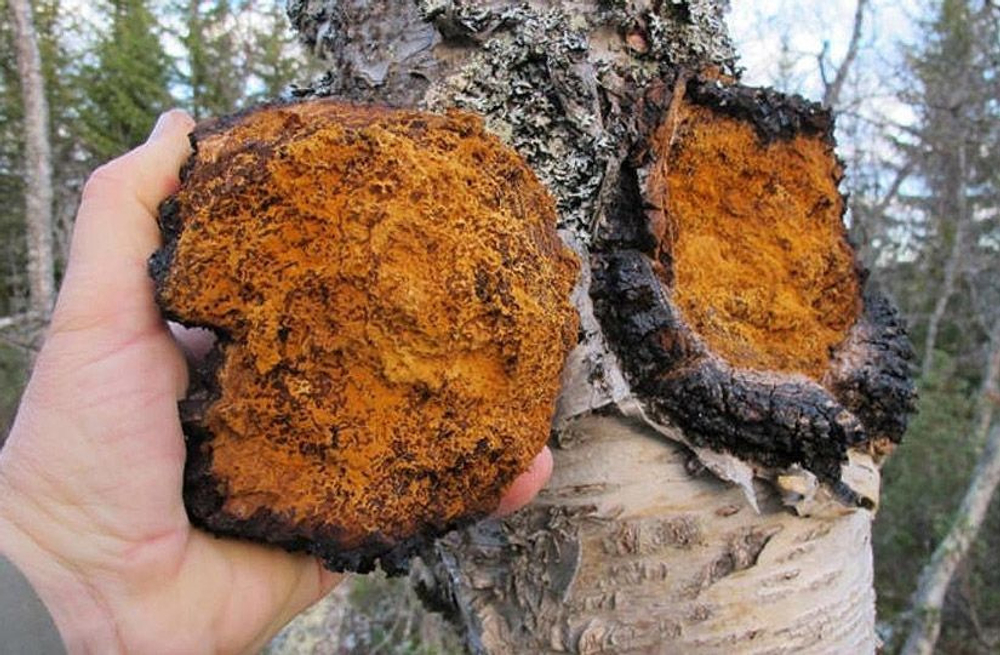 Чага кусочками 100 гр.