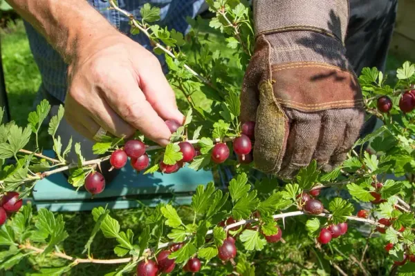 Июльский старт: собираем первый урожай смородины и крыжовника без вреда для кустов Июльский старт: собираем первый урожай смородины и крыжовника без вреда для кустов