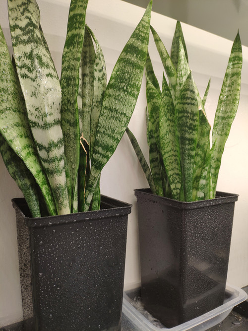 Сансевиерия Зейланика (Sansevieria Trifasciata Zeylanica)