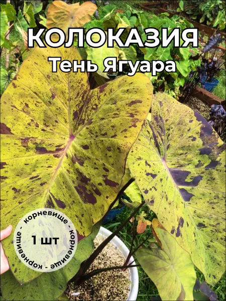 Колоказия Тень Ягуара корневище